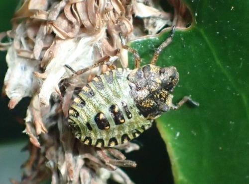 Réf. 197 447 : Pentatoma rufipes
